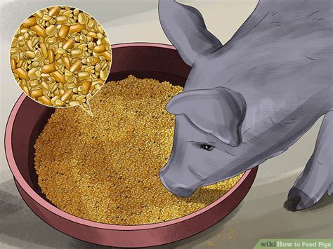 How To Feed Pigs 12 Steps With Pictures Wikihow