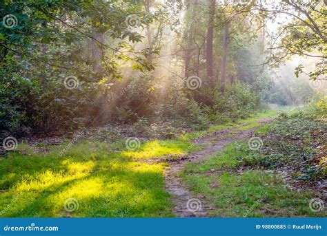 Wonderful Sunbeams Shining Through The Trees Of The Forest In Th Stock