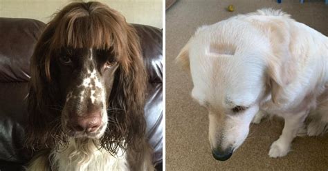 People Are Sharing Dog Grooming Fails In Lockdown 30 Pics