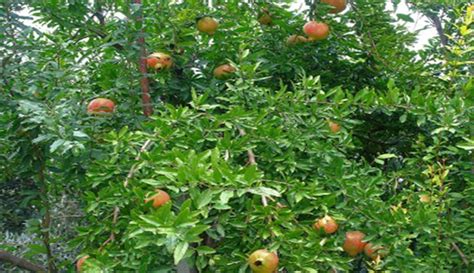 Plant extracts with their role as surface stabilizing agents, act as bio template for the synthesis of nanoparticles. Green synthesis of zinc oxide nanoparticles using Punica ...