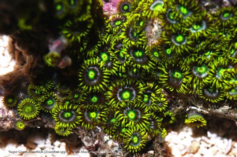 Collectors Choice Wysiwyg Item Super Green Zoanthids Zoanthus Spp