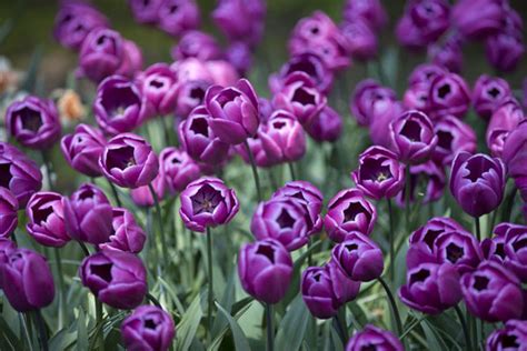 Field Of Purple Bulb Flowers Keukenhof Lisse Travel Story And