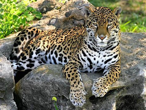 Jaguar Animal Wallpapers High Quality Download Free