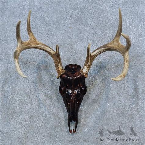 Whitetail Deer Skull European Mount For Sale 15331 The Taxidermy Store