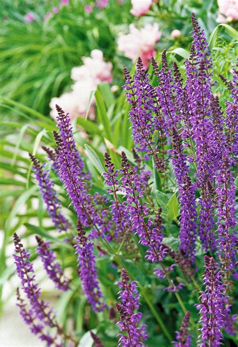 17 Vibrant Perennials That Bloom All Summer For A Colorful Garden