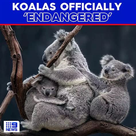 Koalas Officially An Endangered Species In Queensland Nsw And Act