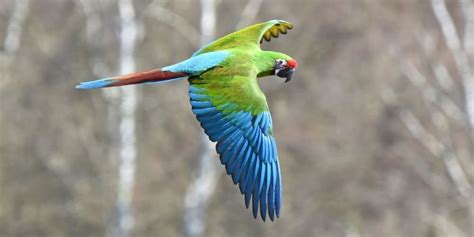 Military Macaw Facts Types Price Care Training And More Your