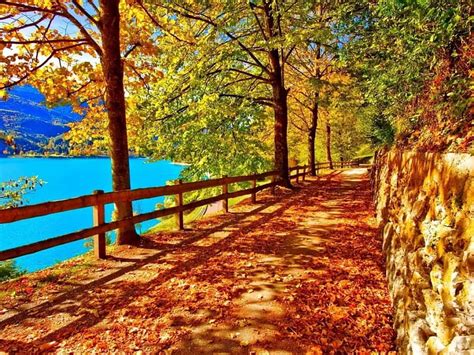 Turquoise Lake Forest Turquoise Lakes Nature Road Trees Hd