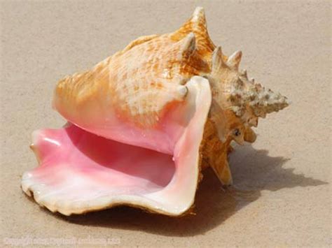 Imports Of Queen Conch Can Continue After Federal