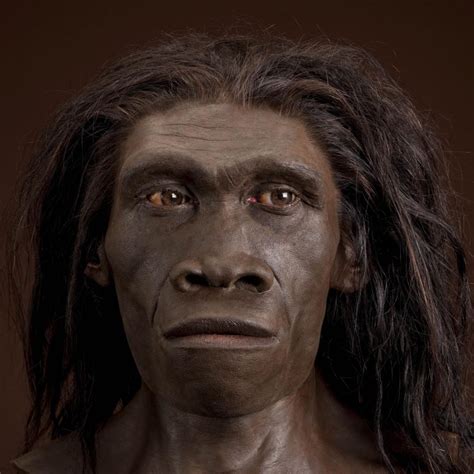 Homo Erectus The Smithsonian Institution S Human Origins Program