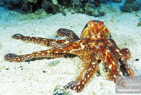 Hawaii Day Octopus Octopus Cyanea Stock Photo