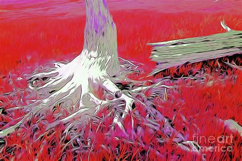 Tree Stump D Digital Art By Chris Taggart Pixels