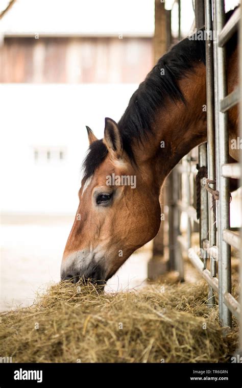 Domestic Horse Equus Przewalskii F Caballus Eating Hay In Horse