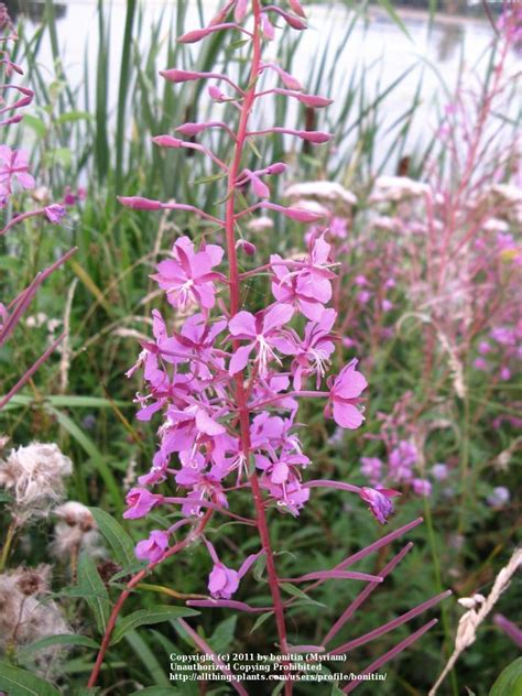 Photo Of The Bloom Of Fireweed Chamaenerion Angustifolium Subsp