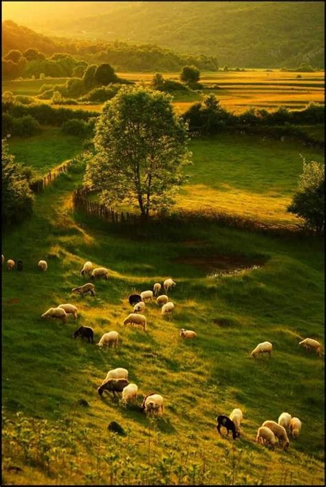 Sheeps Paradise By Notreparis Wonderful Beauty Of The World