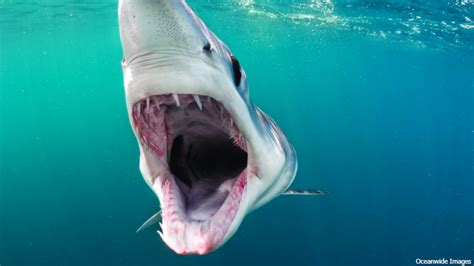 World Record Salmon Shark Kenneth Higginbotham Pictures
