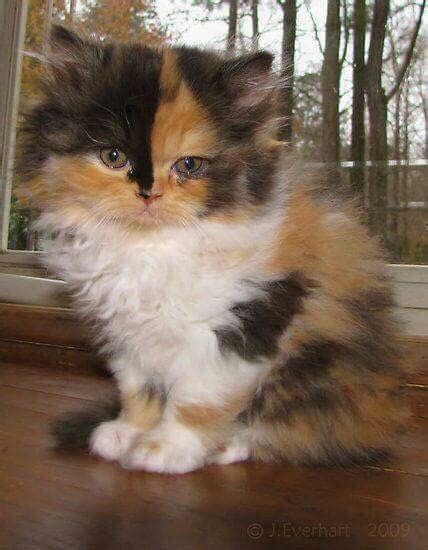 Sweet Fluffy Calico Kitten Mycalicocats Cute Cats And Kittens