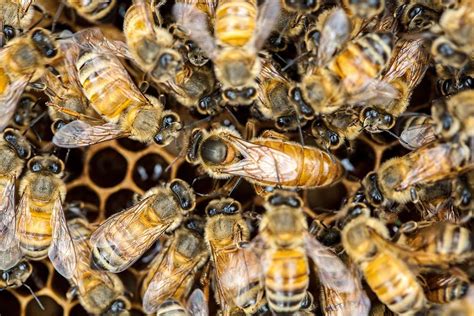 Requeening A Hive And Purchasing A Queen Bee Handling And Management Honey Bees Livestock