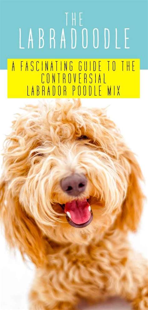 Bernese mountain dog + poodle = bernedoodle. Labradoodle Dog Breed Information - A Guide To The ...
