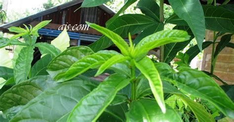 Tapi harus diingat, pokok bunga kertas tidak gemarkan tanah yang terlalu lembap dan air bertakung. Teknologi Pengajaran Sekolah Rendah: Herba Tidak Berbunga ...