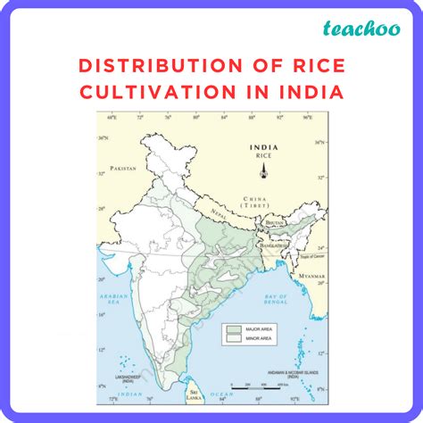 Distribution Of Rice Cultivation In India   Teachoo 