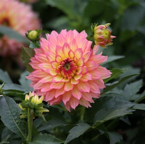 Dahlias Bring Diverse Shapes Sizes Colors To A Garden Tlm