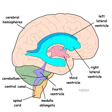 sistema ventricular del cerebro partes caracteristicas y funciones images