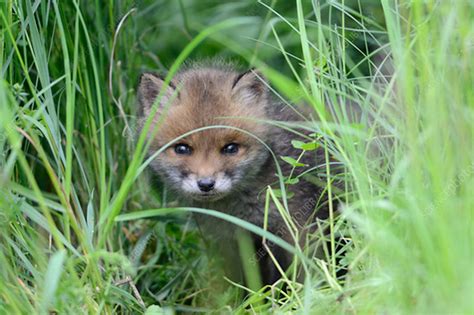 Red Fox Cub Hiding In Grass Vosges France Stock Image C0421475