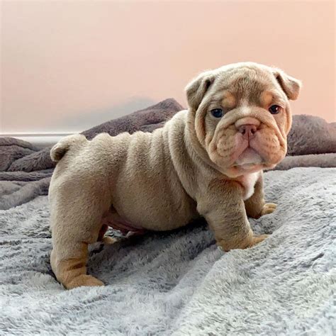 Rare English Bulldog Puppies For Sale Tanya Tanya