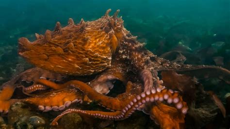 9 Giant Pacific Octopus Facts That Will Blow Your Mind Octonation