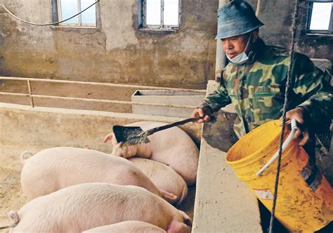 China S Sow Herd Rises Percent From Year Earlier Ag Ministry The Western Producer