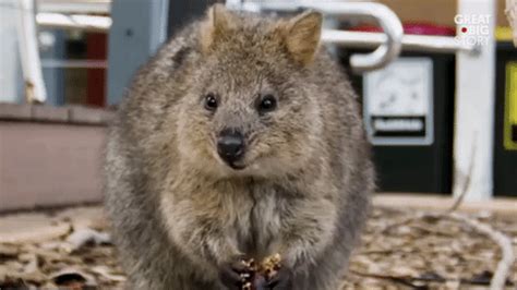 We get down and find out the real facts about this online rumor. New trending GIF on Giphy | Giphy, Quokka, Cutie