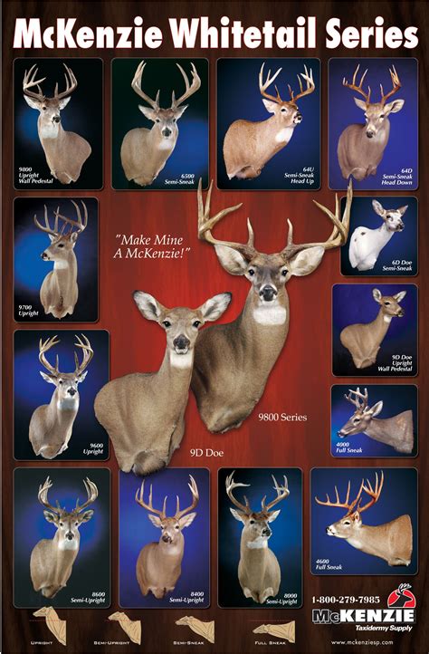 Mckenzies Deer Position Forms Poster Deer Mounts Deer Mount Ideas