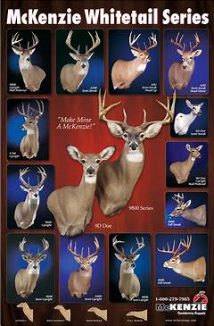 Deer Head Mount Positions