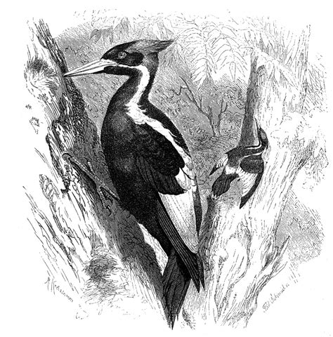 Ivory Billed Woodpecker The Vanished Log God Planet Of Birds