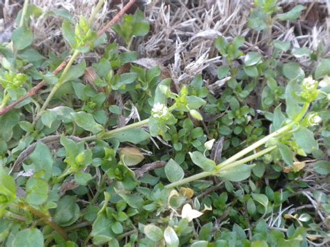 8 Common Weeds In Baton Rouge Louisiana And What They