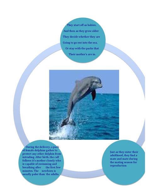 Dolphin Life Cycle Facts Kyung Boisvert