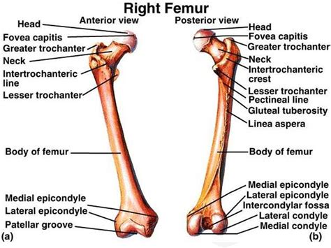 Femur Anatomy Bony Landmarks And Muscle Attachment How To Relief