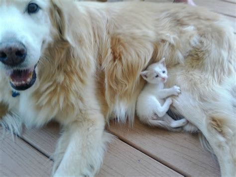 As in humans, in dogs, a hiccup occurs when the diaphragm is irritated. Cats and dogs get along (35 pics) | Amazing Creatures