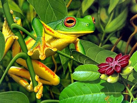 Download Yellow Green Frog On Stem Wallpaper