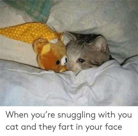 When Youre Snuggling With You Cat And They Fart In Your Face Cat