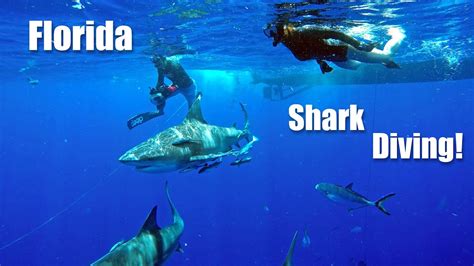 Florida Shark Diving Cage Less Free Swimming With Bull Sharks In