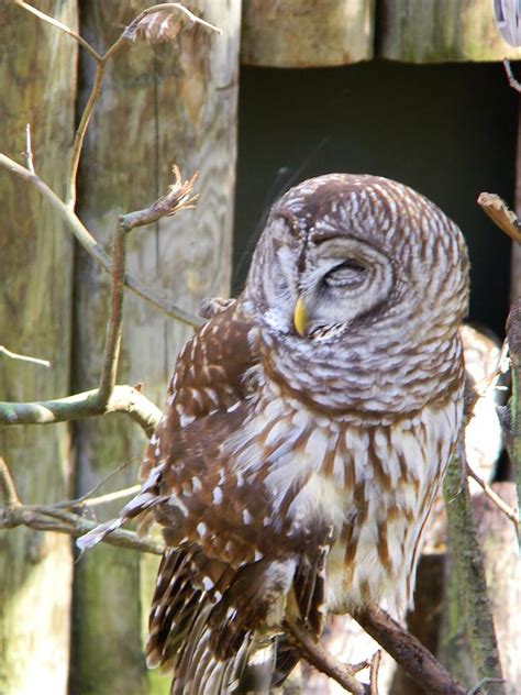 Sleepy Owl Photograph By Warren Thompson Pixels