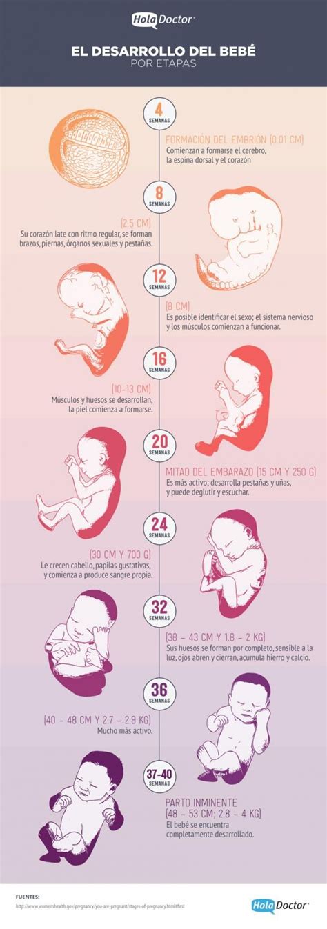 Evolucion De Un Bebe En El Vientre Materno Consejos De Bebé