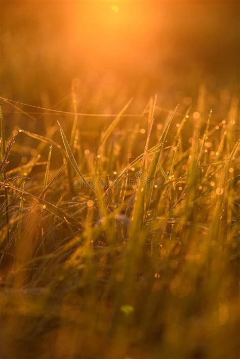 Early Morning On The Tips Of The Grass Stock Image Image Of Detail