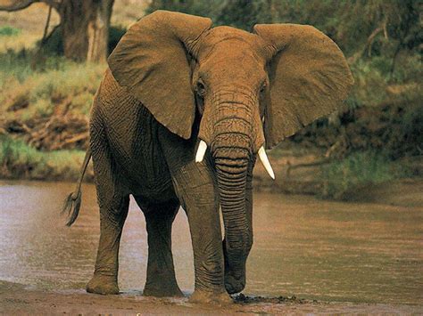 Wallpaper African Elephant Wallpapers