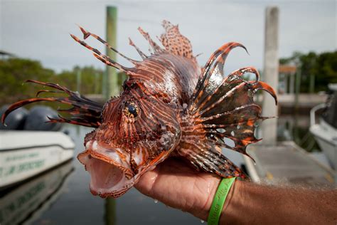 Florida Needs A Lionfish King Or Queen It Could Be You