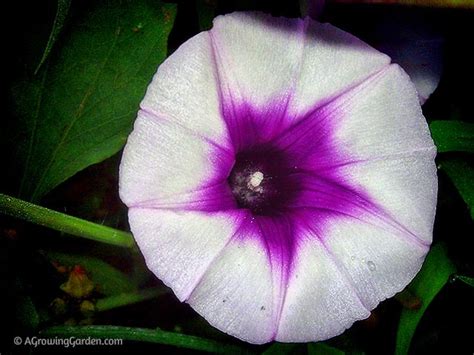 The only one of the 4 cultivars i have to flower, and today it has 5 or 6 on it. Sweet Potato Flowers
