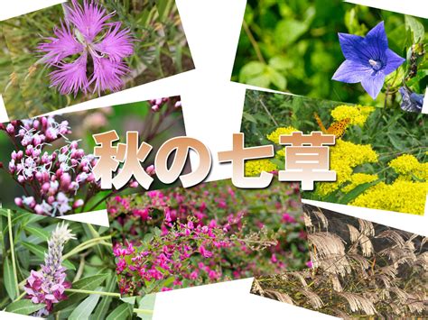 秋の七草の覚え方 語呂合わせと短歌で簡単に！どんな花なの？ トレンド生活21