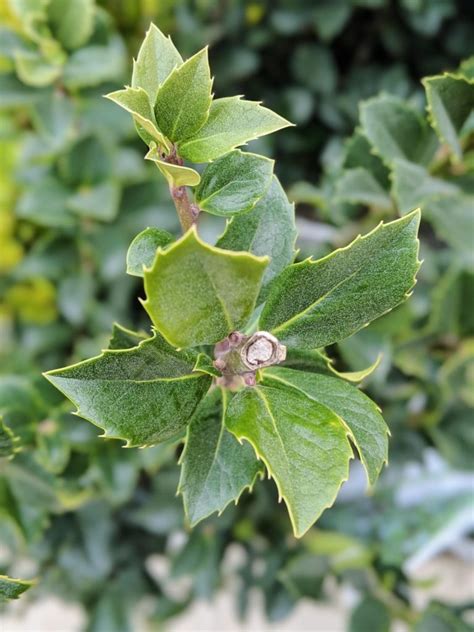 Holly Deer Resistant Holly Jolly Evergreen Nicks Garden Center